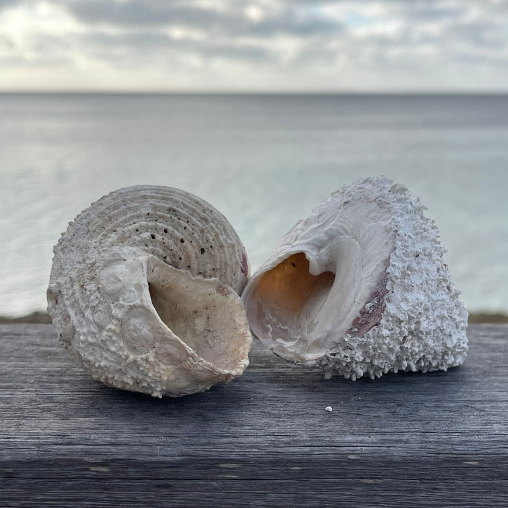 The Beauty of Old Shells and why the Ocean never wastes anything