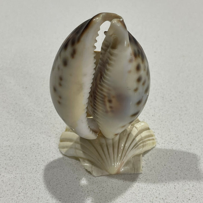 Shell Thermometer - Gold Coast